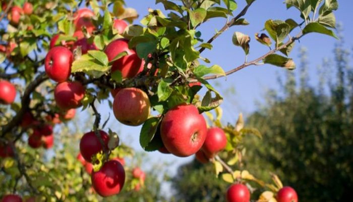 Erceg apple orchard 2 Erceg apple orchard 2